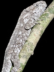 Anolis chamaeleonides