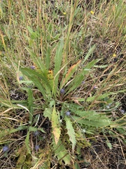 Eryngium vesiculosum