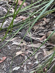 Acanthophis antarcticus