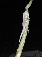 Anolis chamaeleonides