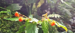 Begonia urticae