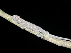 Anolis chamaeleonides