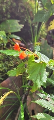 Begonia urticae