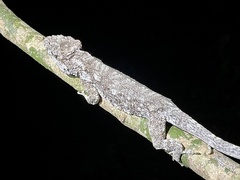 Anolis chamaeleonides