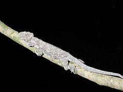 Anolis chamaeleonides