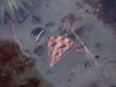 Calliostoma gloriosum