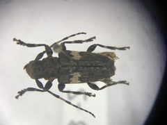 Aegomorphus quadrigibbus