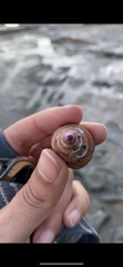 Calliostoma annulatum