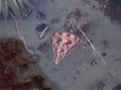 Calliostoma gloriosum