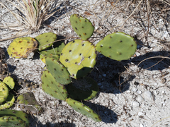 Opuntia austrina