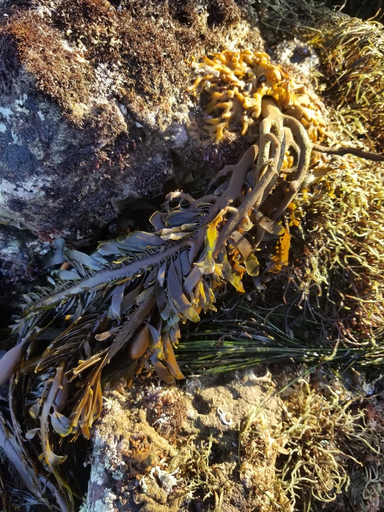 Feather Boa Kelp from Los Angeles County, CA, USA on January 23, 2023