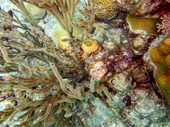 Montastraea cavernosa