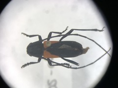 Purpuricenus humeralis