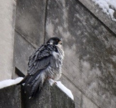 Falco peregrinus