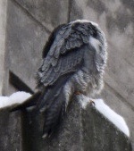 Falco peregrinus