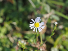 Symphyotrichum subulatum