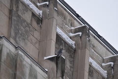 Falco peregrinus