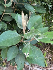 Miconia argentea