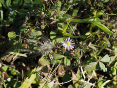 Symphyotrichum subulatum