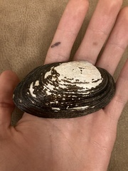 Uniomerus tetralasmus