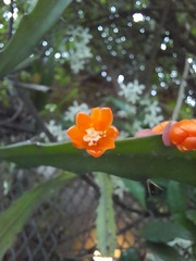 Pfeiffera monacantha