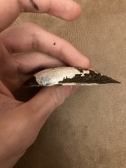 Uniomerus tetralasmus