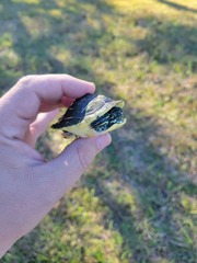 Pseudemys peninsularis