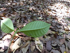 Tabernaemontana alternifolia