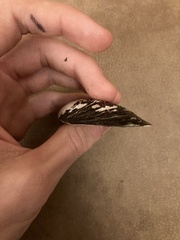 Uniomerus tetralasmus