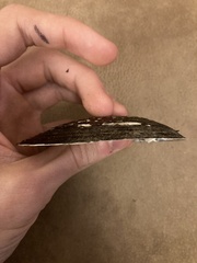 Uniomerus tetralasmus