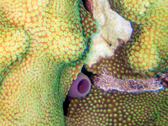 Coryphopterus lipernes