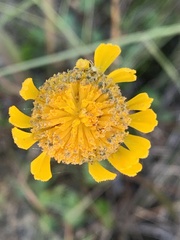 Helenium pinnatifidum