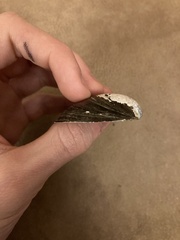 Uniomerus tetralasmus