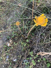 Helenium pinnatifidum