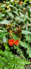 Begonia urticae