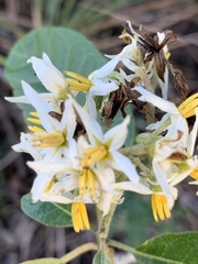 Solanum donianum