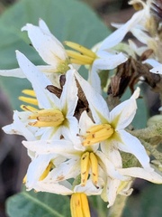 Solanum donianum