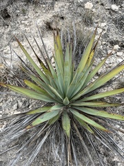Yucca pallida