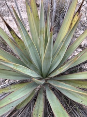 Yucca pallida