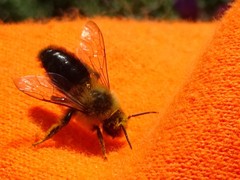 Bombus impatiens