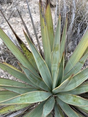 Yucca pallida