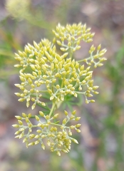 Cassinia diminuta
