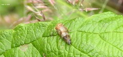 Drabescus nitobei