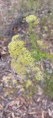 Cassinia diminuta