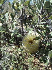Banksia ornata