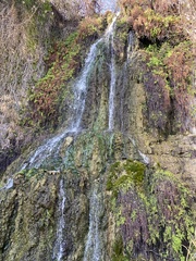 Adiantum capillus-veneris