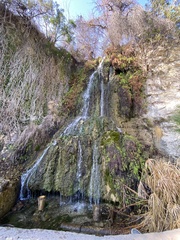 Adiantum capillus-veneris