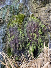 Adiantum capillus-veneris