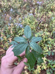 Ceanothus americanus