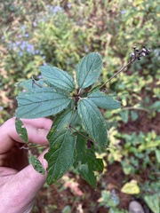 Ceanothus americanus